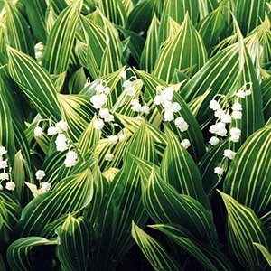 Ландыш майский "Albostriata"