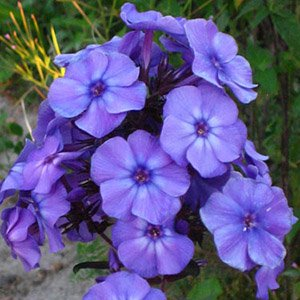 Флокс метельчатый "Blue Evening"