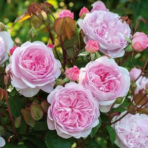 Роза "Olivia Rose Austin"