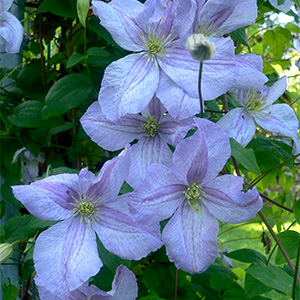 Клематис "Emilia Plater"