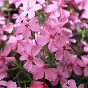 Флокс шиловидный "Early Spring Light Pink"