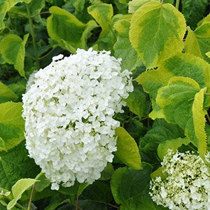 Гортензия древовидная "Golden Annabelle"