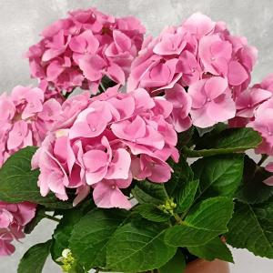 Гортензия крупнолистная "Eearly Rose"