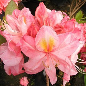 Азалия крупноцветковая "Cecile"