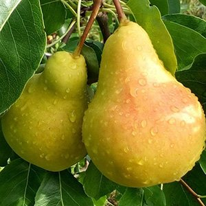 Груша "Кафедральная"