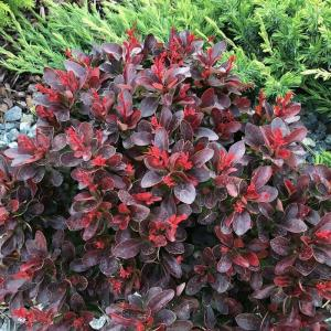 Барбарис тунберга "Atropurpurea Nana"