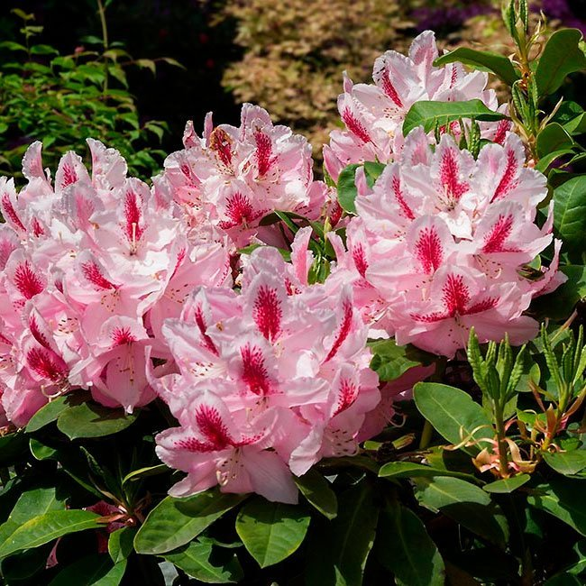 rhododendron aldi 3er-Set Rhododendron / Alpenrose – Lila, Rosa & Weiß – Immergrüne  winterharte Gartenpflanzen – Blühsträucher für Beet, Balkon & Kübel – Höhe  inkl. main image 0