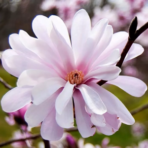 Магнолия звездчатая "Rosea"