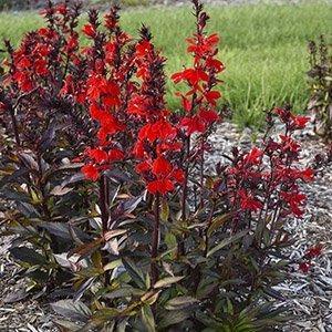 Лобелия прекрасная "Starship Scarlet Bronze Leaved"