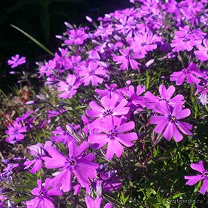 Флокс шиловидный "Spring Purple"
