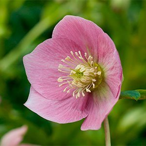 Морозник восточный "Single Pink"
