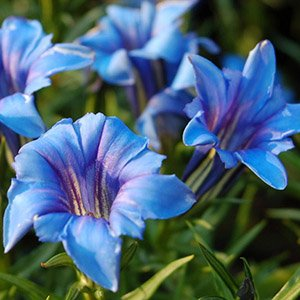 Горечавка Макиной "Blue Magic"