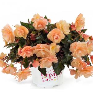 Бегония клубневая "Fragrant Falls Peach"