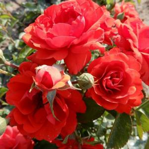 Роза "Scarlet Bonica"