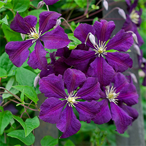 Клематис "Etoile Violette"