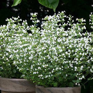 Душевик котовниковый "Marvelette White"