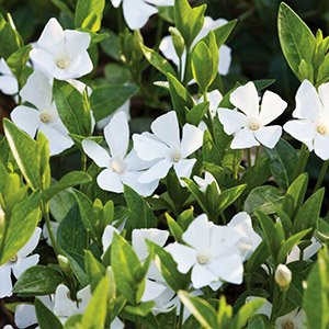 Барвинок малый "Gertrude Jekyll"