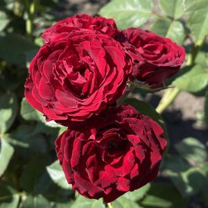 Роза "Red Sensation"