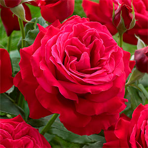 Роза "Dame de Coeur"