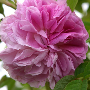 Роза "Blush Damask"