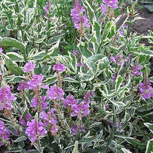 Физостегия виргинская "Variegata"