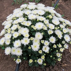 Хризантема мультифлора "Branbeach White"