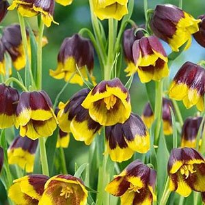 Рябчик михайловского "Multiflorum"