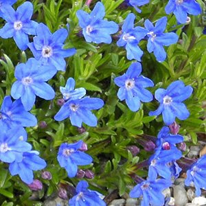 Литодора раскидистая "Heavenly Blue"