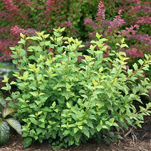 Пузыреплодник "Little Greeny"