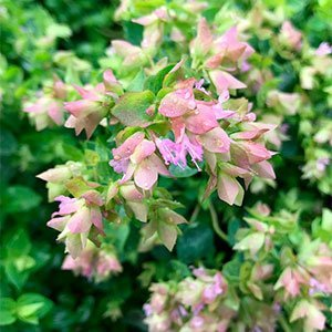 Душица круглолистная "Dingle Fairy"