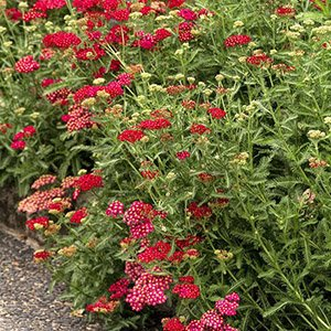 Тысячелистник обыкновенный "Flowerburst Red Shades"
