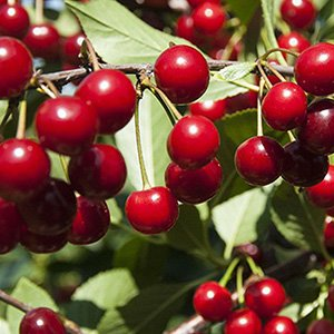 Вишня степная "Изобильная"