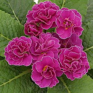 Примула "Hethor Petticoat Lilac"