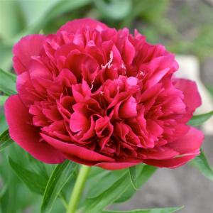 Пион молочноцветковый "Red Sarah Bernhardt"