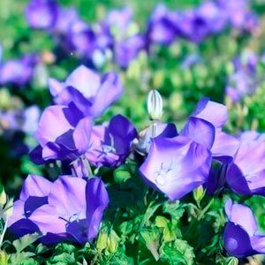 Колокольчик карпатский "Carillon Blue"