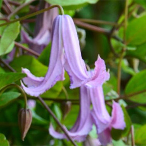 Клематис "Fairy Bells"