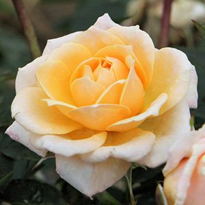 Роза "Belle of the Ball"