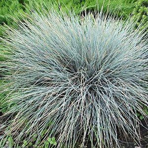 Овсяница сизая "Blauglut"