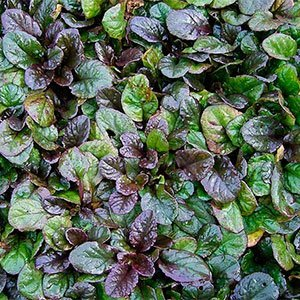 Живучка ползучая "Atropurpurea"