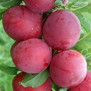 Алыча "Колоновидная"