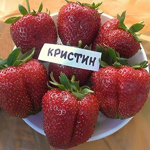 Клубника "Кристина"