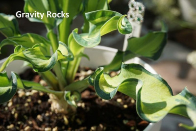 Хоста "Gravity Rocks"