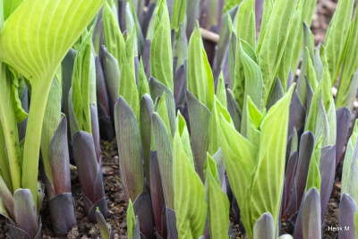 Хоста "Hyacinthina"