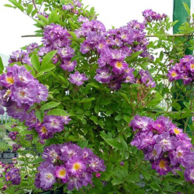 Роза "Veilchenblau"