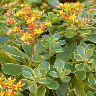 Очиток камчатский "Variegata"