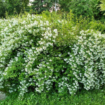 Чубушник лемуана "Lemoinei"