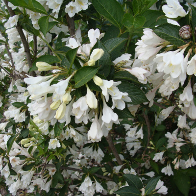 Вейгела "Snowflake"