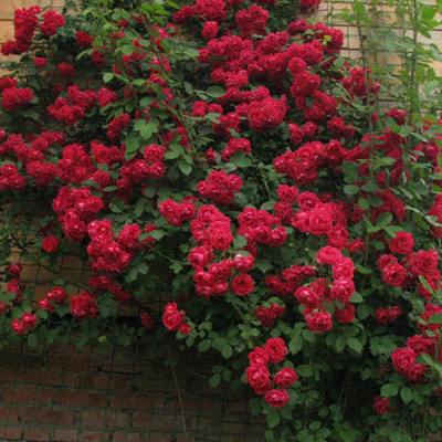 Роза "Paul's Scarlet Climber"