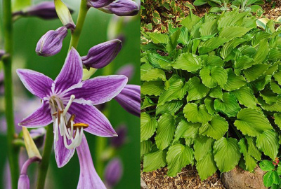 Хоста "Purple Sensation"
