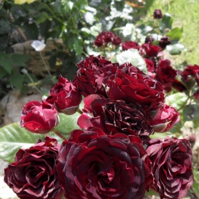 Роза "Black Jack"